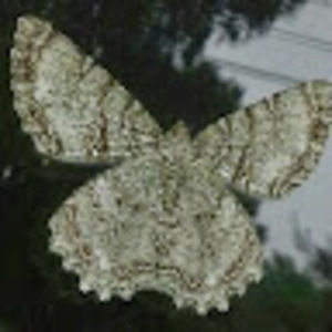 Meet your Posher, Lydia